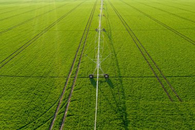 Genç yeşil buğday tarlasında, merkez pivot sulama fıskiyesinin hava görüntüsü, insansız hava aracı fotoğrafçılığı
