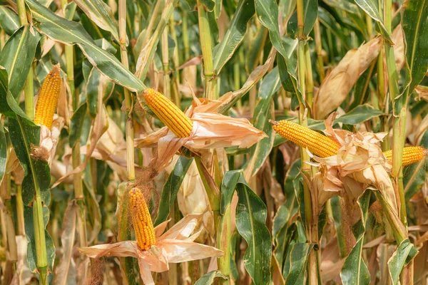 Maíz Mazorca Campo Plantación Cultivos Maduros Maíz Listos Para Cosechar — Foto de Stock