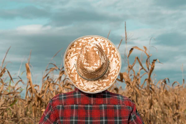 Zadní Pohled Pěstitele Kukuřice Slaměným Kloboukem Kostkovanou Košilí Jak Hrdě — Stock fotografie