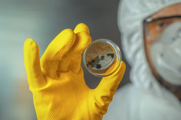 Microbiolog Care Deține Antena Petri Culturi Fungice Micotice Laborator Focalizare — Fotografie, imagine de stoc