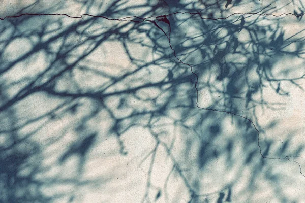 裂缝墙壁上的树梢阴影 抽象背景 — 图库照片
