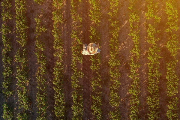 Soybean Farmer Field Aerial View Agronomist Standing Organic Crop Plantation — Stock Photo, Image