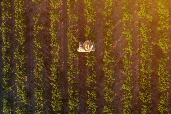 Соевый фермер в поле, взгляд с воздуха на агронома, стоящего на органических плантациях, наблюдающего за развитием растений
