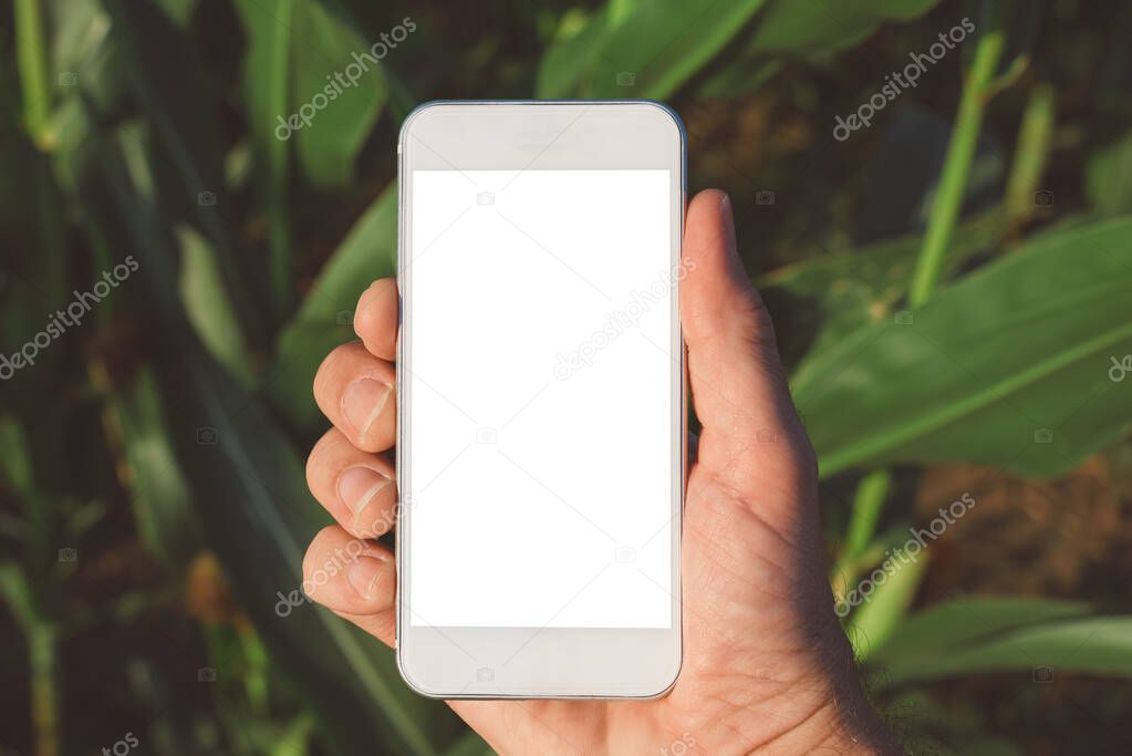 Agricultural smartphone app mock up screen in corn farming, farmer agronomist holding mobile phone with blank screen as copy space for modern smart farming agritech application