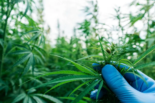 Vědec Zkoumá Vývoj Rostliny Cannabis Sativa Zblízka Rukou Ochrannými Rukavicemi — Stock fotografie