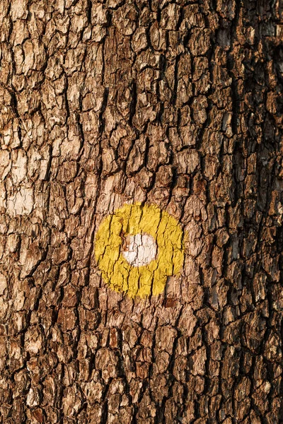 Żółta Kropka Oznaczająca Ścieżkę Turystyczną Pniu Drzewa Parku Naturalnym — Zdjęcie stockowe