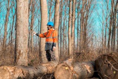 Orman teknisyenleri ağaç gövdesini orman tahribatı için işaretliyor. Orman spreyi odunları sprey boyayla sprey boyayla boyuyor.