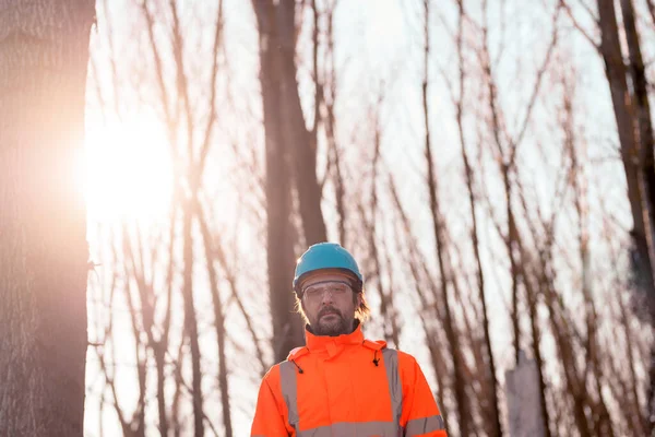 アスペンの木の森林計画森林伐採の森林技術者 木の保育専門家の肖像画 — ストック写真