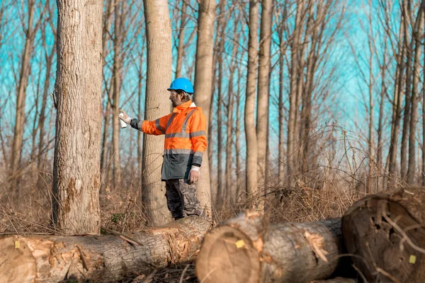 林业技术人员在林木树干上作标记 以便在毁林过程中砍伐 林务员用气溶胶喷涂木料可以作画 — 图库照片