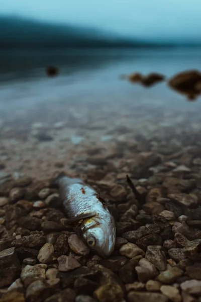 Poissons Morts Bord Lac Dans Matinée Brumeuse Foyer Sélectif Avec — Photo