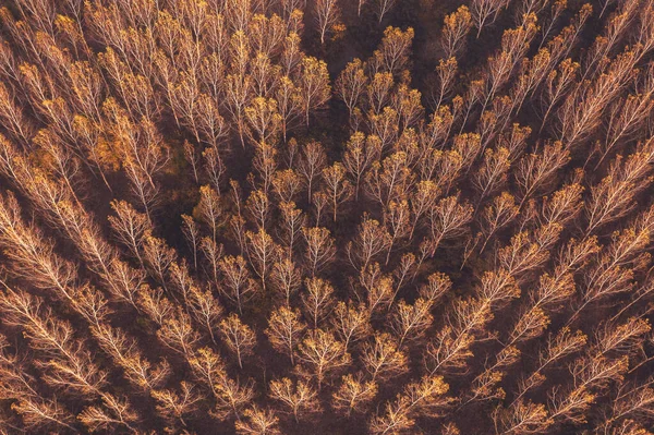 Herbst Espenwald Von Drohne Pov Schöne Abstrakte Hintergrund Der Bewaldeten — Stockfoto