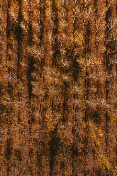 秋のコットンウッドのアスペンの木の森のトップビュー ドローンのPovからの空中ビュー — ストック写真