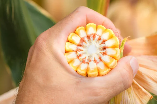 Agronomist Analyzing Ripe Corn Cob Development Selective Focus — Stock Photo, Image
