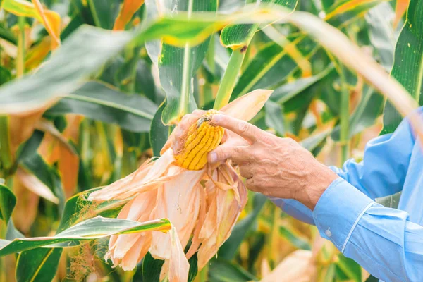 农艺学家分析成熟玉米对玉米芯发育的影响 选择重点 — 图库照片