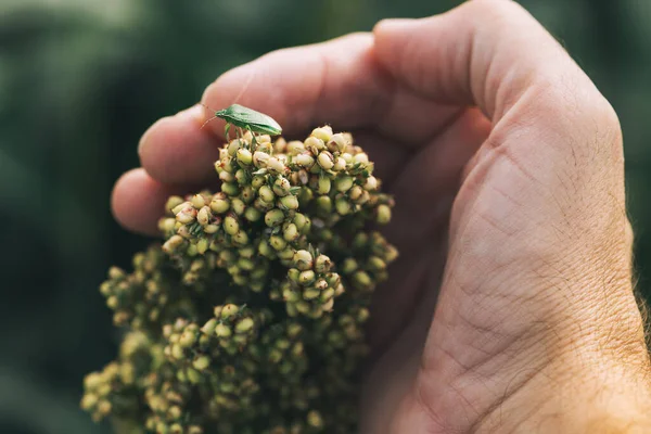 Farmer Esaminando Sorghum Coltura Bicolore Campo Con Bug Puzzolente Primo — Foto Stock