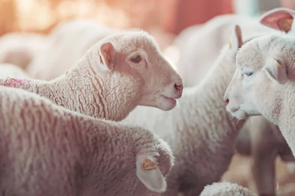 Agneau Dans Enclos Moutons Dans Une Ferme Laitière Jeunes Animaux — Photo