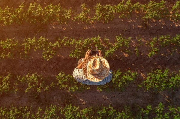 Agricultor Soja Con Controlador Remoto Drones Campo Utilizar Tecnología Innovadora —  Fotos de Stock