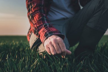 Buğday tarlasında buğday bitkilerini inceleyen çiftçi, yeşil tahıl filizlerine dokunan el kapağı, seçici odaklanma.