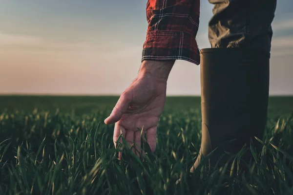 コムギ畑のコムギ植物を調べる農家 緑の穀物の芽に触れる手の近く 選択的な焦点 — ストック写真