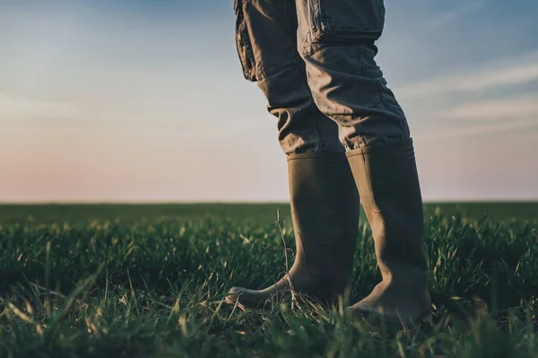 穿着橡胶靴站在麦田里的农民 有选择的焦点 — 图库照片