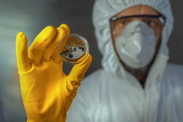 Microbiólogo Sosteniendo Placa Petri Con Cultivos Fúngicos Micóticos Laboratorio Enfoque — Foto de Stock