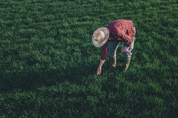 Tarweboer Die Gewasontwikkeling Analyseert Volwassen Mannelijke Landarbeider Die Tarwegrasplantage Controleert — Stockfoto