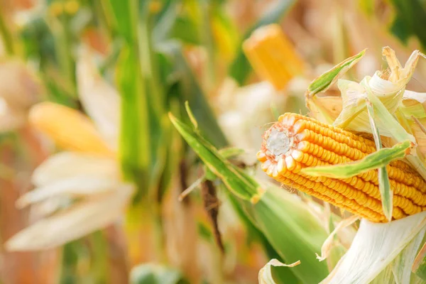 Corn Cob Plantation Field Ripe Maize Crops Ready Harvesting — Stock Photo, Image