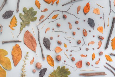 Sonbahar dekorasyonu düz üst görünüm, sonbahar mevsimi deseni arka plan olarak yatıyordu