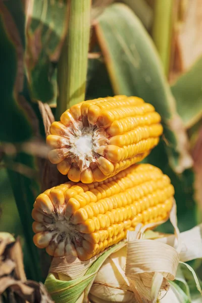 Ripe Corn Cob Cross Section Fully Developed Ear Maize Crop — Stock Photo, Image