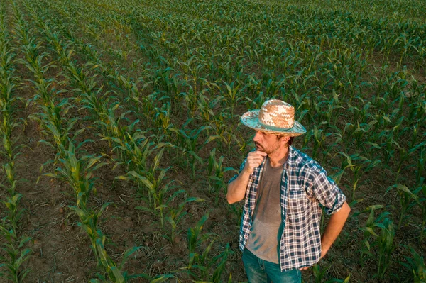 勤勉な農業活動の後 彼の汗をかいたシャツの作物を見て栽培されたソルガム畑に立って疲れた疲れた農夫 — ストック写真