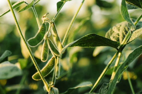 种植田中未成熟的有机大豆豆 — 图库照片