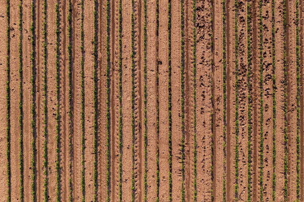 Letecký Pohled Kultivované Pole Sóji Jako Abstraktní Pozadí Plantáž Sójových — Stock fotografie