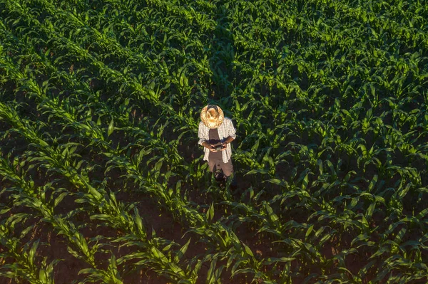 Productor Maíz Con Controlador Remoto Drones Campo Utilizar Tecnología Innovadora — Foto de Stock