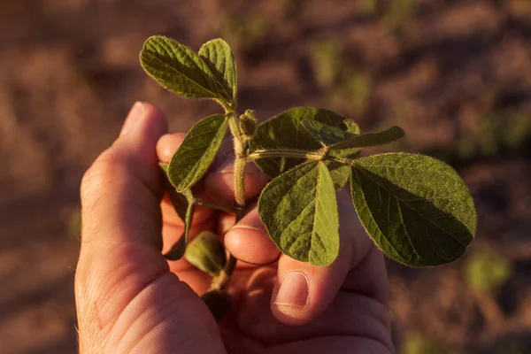 Campesino Que Controla Crecimiento Plantas Soja Campo Primer Plano Los —  Fotos de Stock