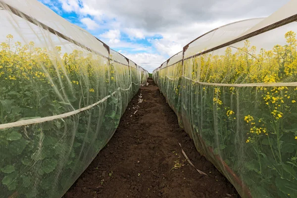 Oilseed Rape Growth Protective Mesh Netting Greenhouse Controlled Insect Pollination — Stock Photo, Image