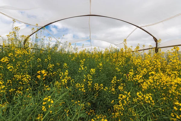 Oilseed Rape Growth Protective Mesh Netting Greenhouse Controlled Insect Pollination — Stock Photo, Image