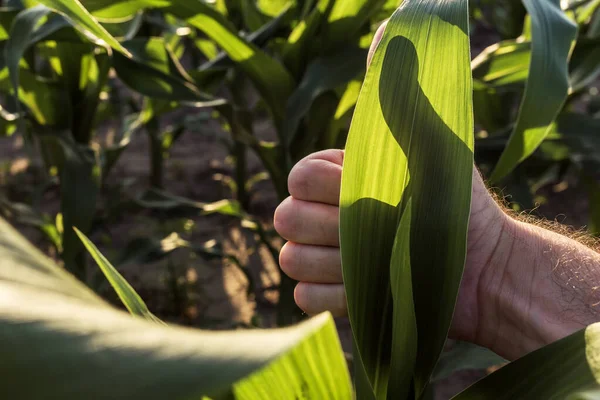 满意的农民在玉米地里竖起大拇指 手拉手 — 图库照片