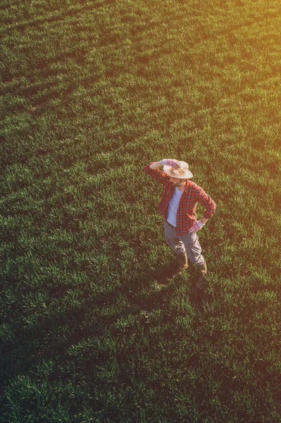 Пшеничный Фермер Стоящий Смотрящий Пшеничное Поле Вид Воздуха Взрослого Работника — стоковое фото