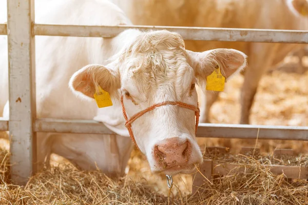 Süt Çiftliğindeki Sarı Aquitaine Sığırları Evcil Hayvan Çiftliği — Stok fotoğraf