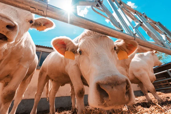 Vacas Curiosas Engraçadas Fazenda Gado Leiteiro Olhando Para Câmera Visão — Fotografia de Stock