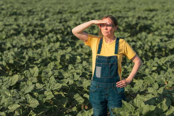 Slunečnicový Farmář Pózový Ženská Agronomistka Stojí Mladé Helianthus Anuus Plantáži — Stock fotografie