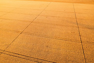 Olgun buğday tarlasının hava görüntüsü İHA pov 'dan otomatik sulama sisteminin ekin izleriyle birlikte.