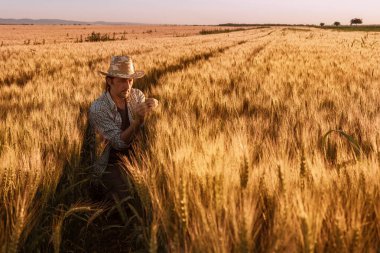 Agronomist çiftçi sıcak yaz günbatımında tarlada olgunlaşan buğday başaklarını inceliyor. Tahıl ürünlerinin gelişimini analiz eden tarım işçisi.
