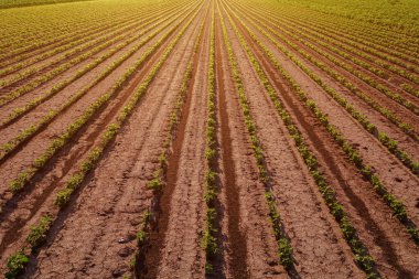 Soyut bir arkaplan olarak ekilmiş soya fasulyesi tarlası, insansız hava aracından soya fasulyesi çiftliği.