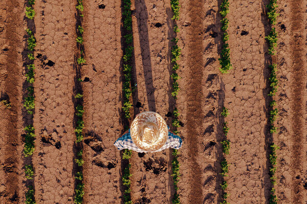 Aerial view of farmer in soybean field, drone pov directly above farm worker