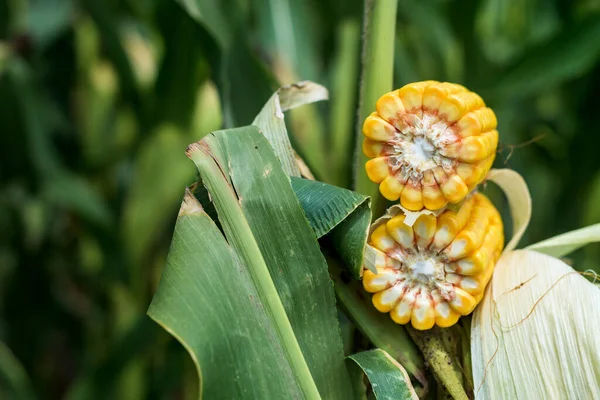 成熟的玉米棒横截面 完全发育的玉米作物在田间准备收获 — 图库照片