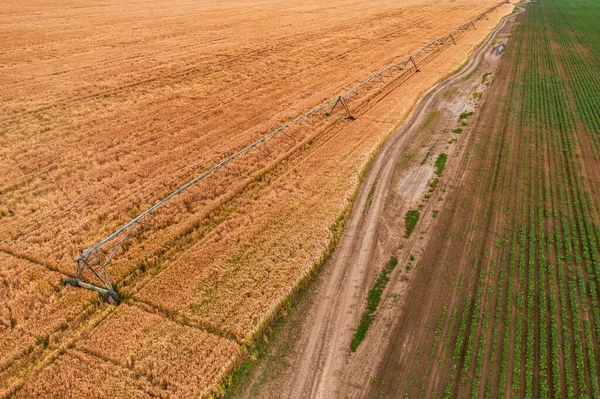 从无人机看小麦田灌溉洒水的空中景观 — 图库照片