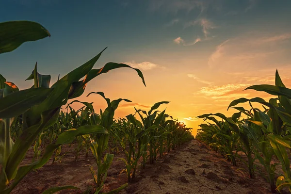 Corn field in sunset. Young green maize crop plants growing on farmland.