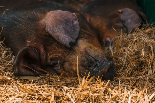 Suini Duroc Danesi Recinto Nell Allevamento Bestiame Che Depone Dorme — Foto Stock