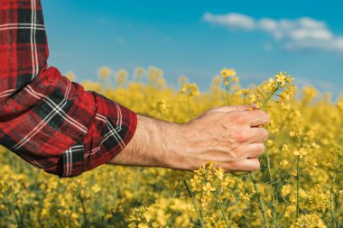 Çiftçinin eli kapalı tarlada çiçek açan kolza tohumu bitkisini tutarken çiftçi çiftçilik tarlasını inceliyor.